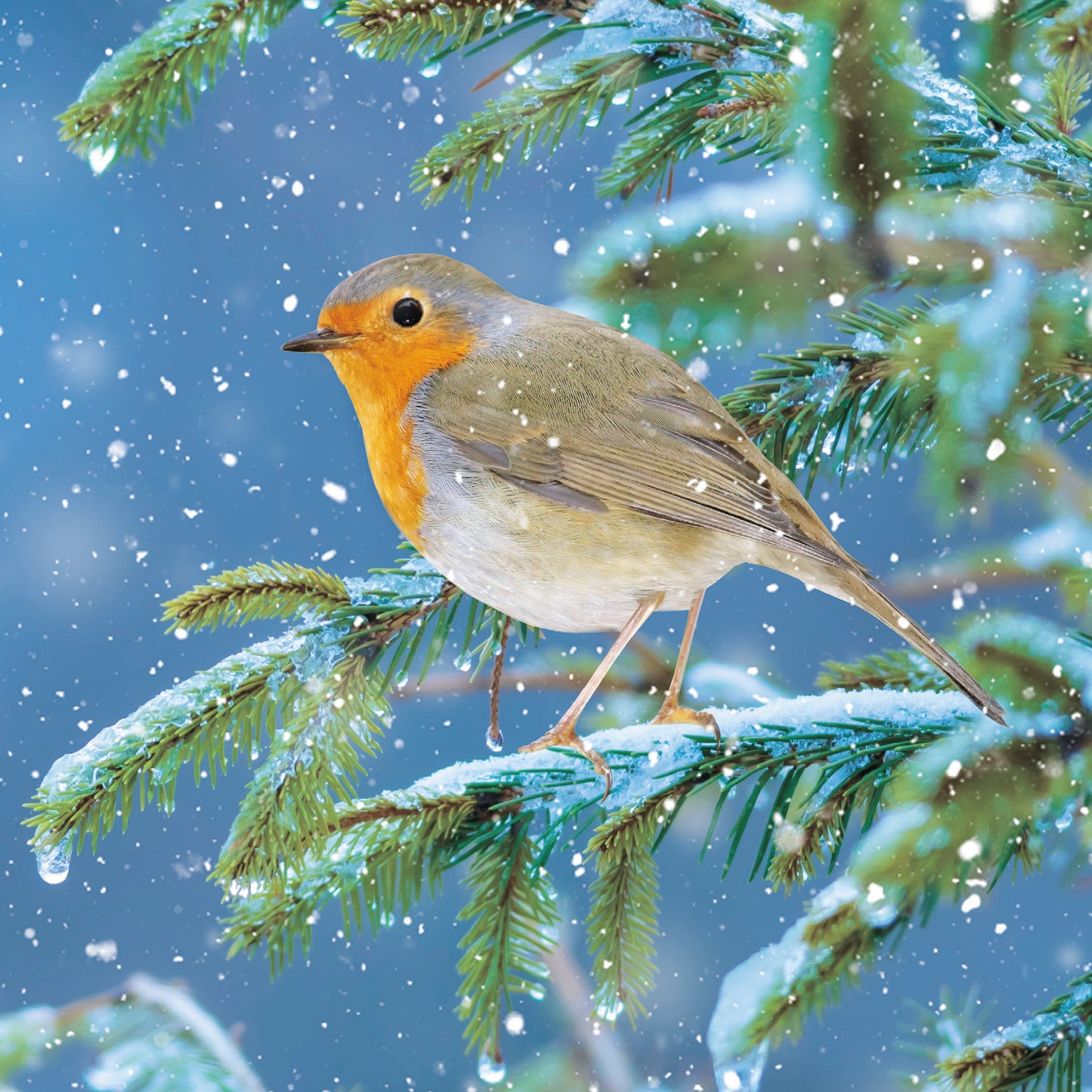 In A Snowy Fir Tree Christmas Card
