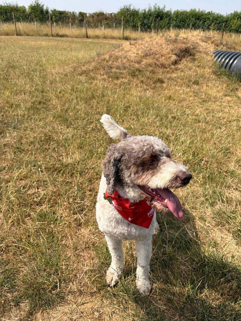 Dog Bandana